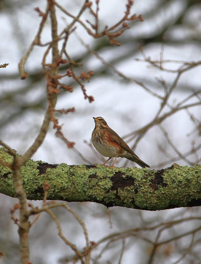 Aux Arbres Chanteurs Ploulech Zewnętrze zdjęcie