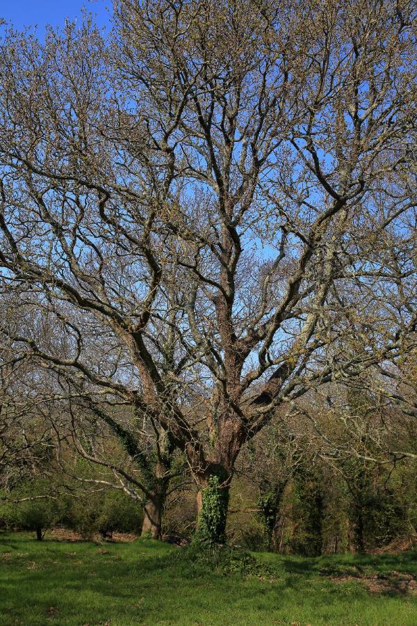 Aux Arbres Chanteurs Ploulech Zewnętrze zdjęcie