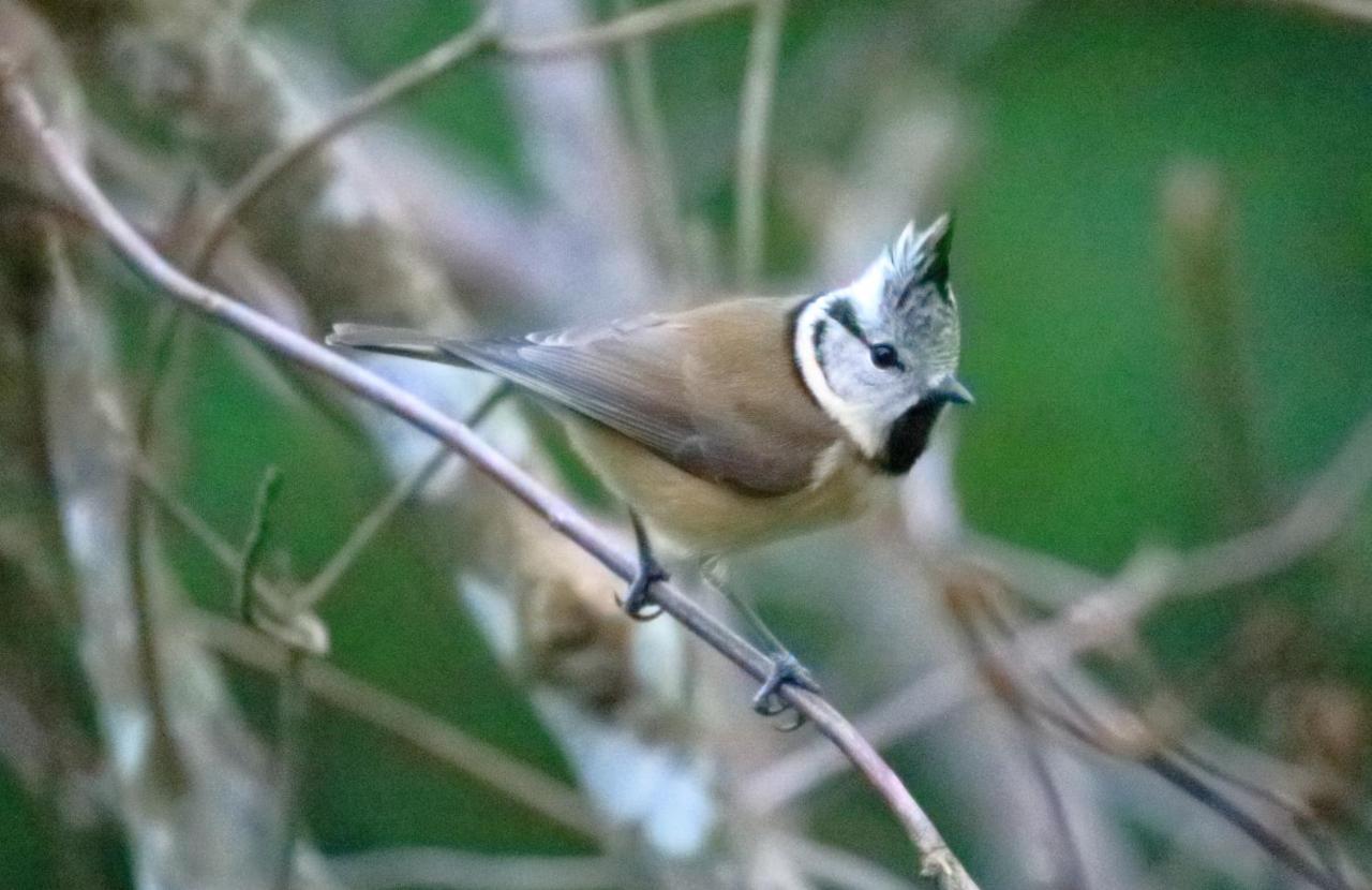 Aux Arbres Chanteurs Ploulech Zewnętrze zdjęcie