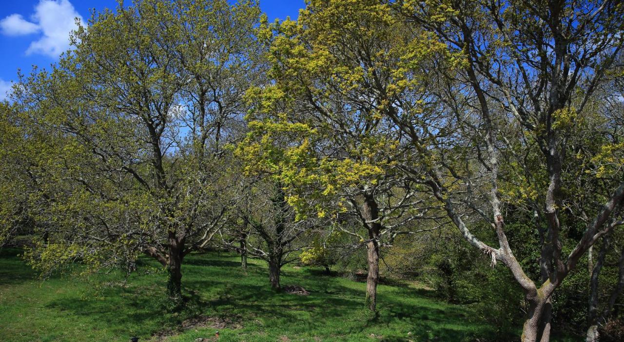 Aux Arbres Chanteurs Ploulech Zewnętrze zdjęcie